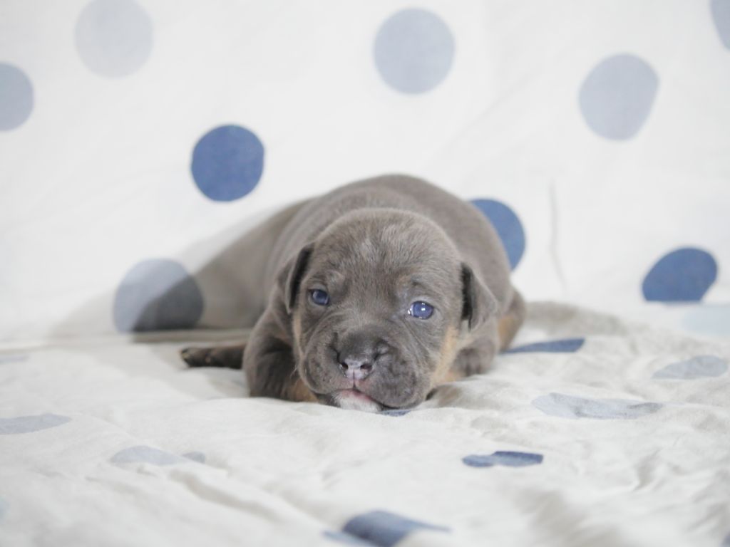 Chiot American Staffordshire Terrier Imperial All Stars